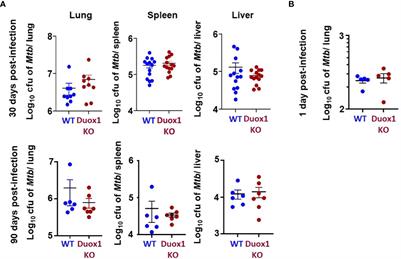 Dual oxidase 1 is dispensable during Mycobacterium tuberculosis infection in mice